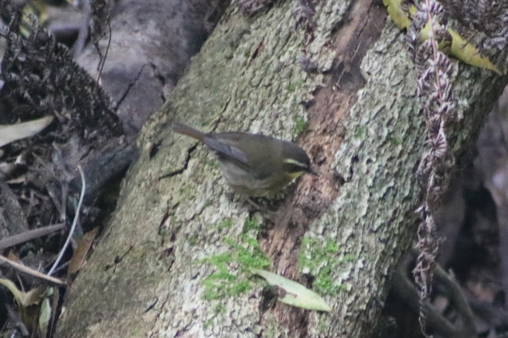 Кущовик жовтогорлий - ML622089356