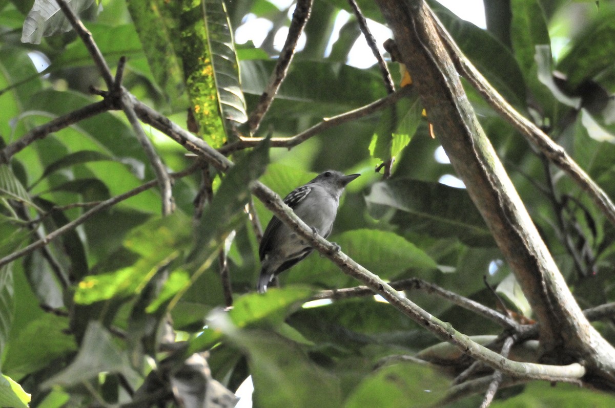 Northern White-fringed Antwren - ML622089361