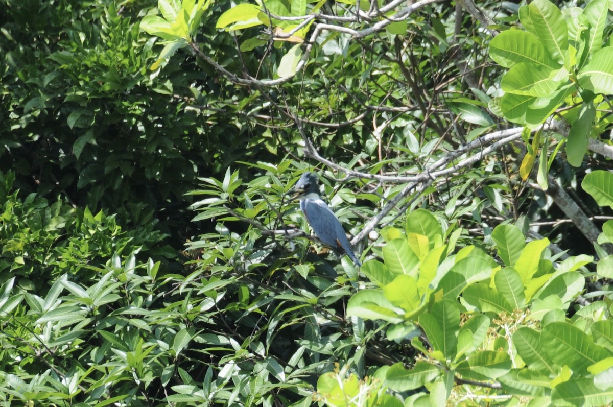 Martín Gigante Neotropical - ML622089373