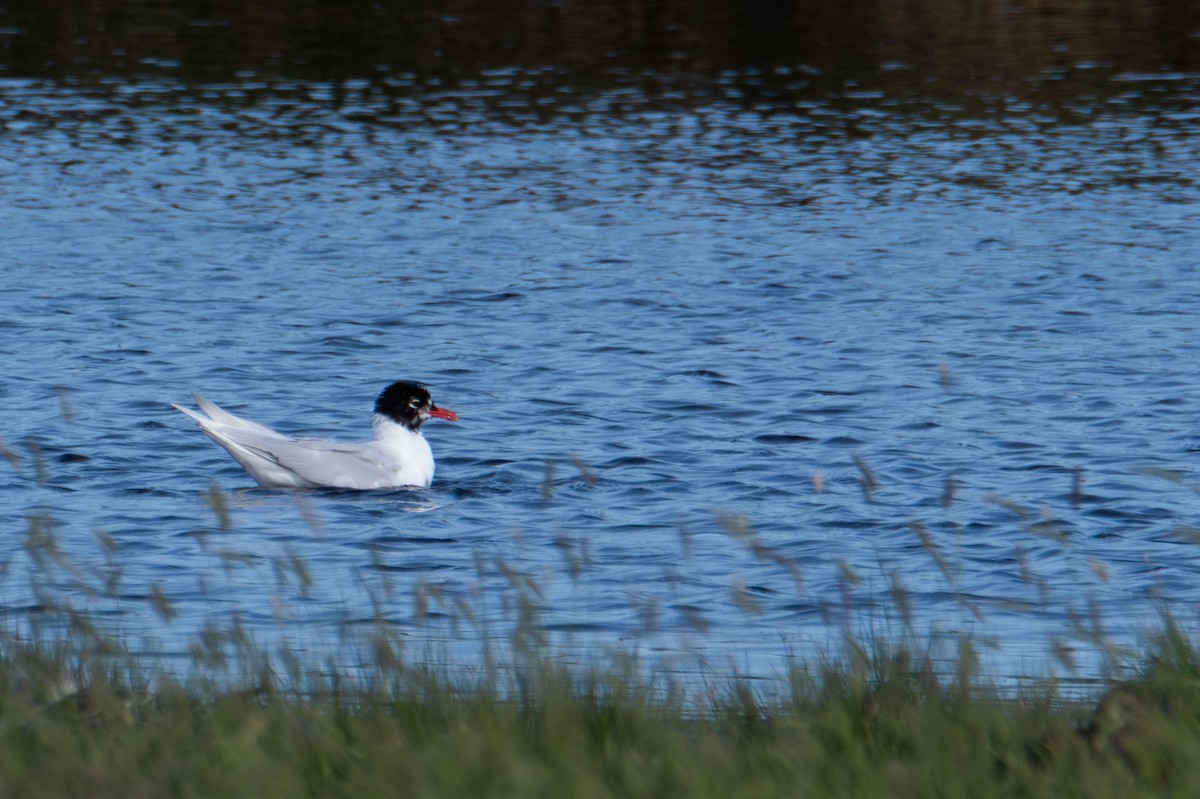 Gaviota Cabecinegra - ML622089379