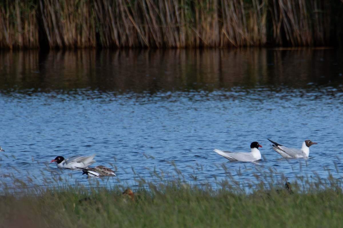 Gaviota Cabecinegra - ML622089380