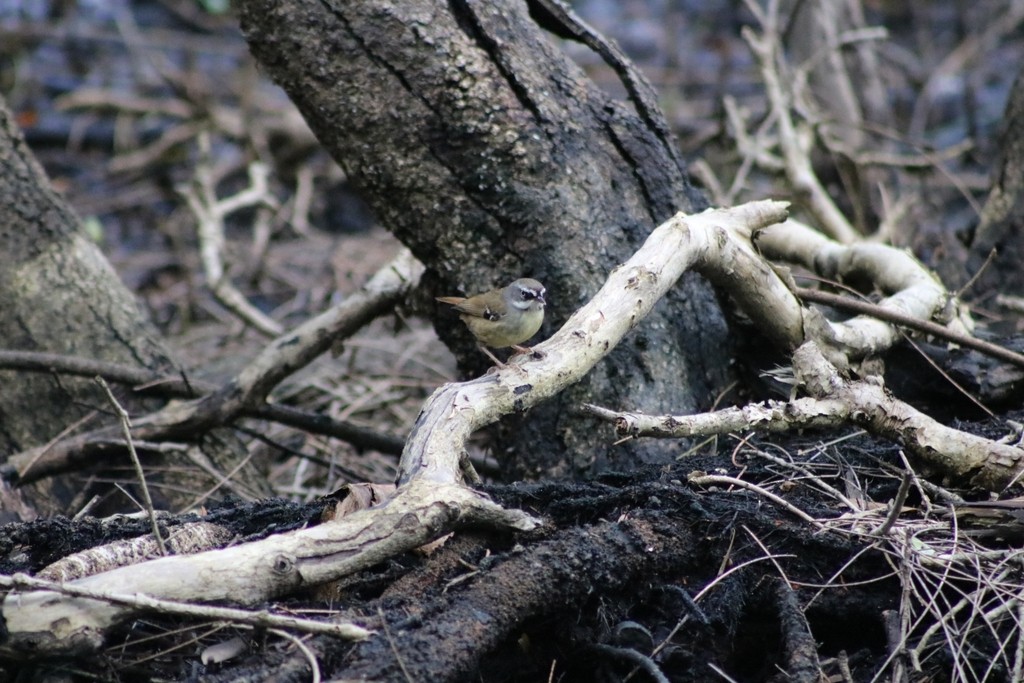 White-browed Scrubwren - Oscar Dove