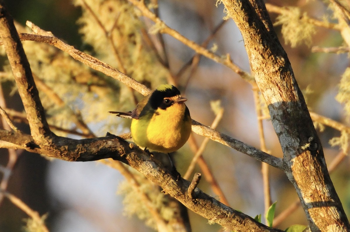 Yellow-crowned Redstart - ML622089383