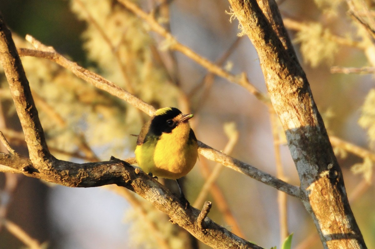 Yellow-crowned Redstart - ML622089384