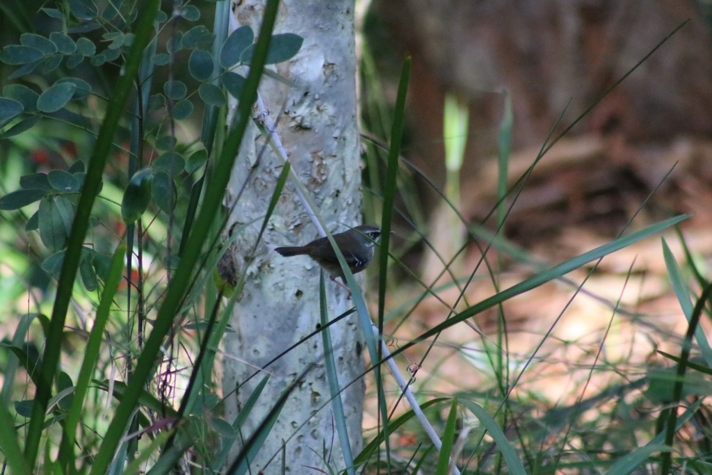 White-browed Scrubwren - ML622089385