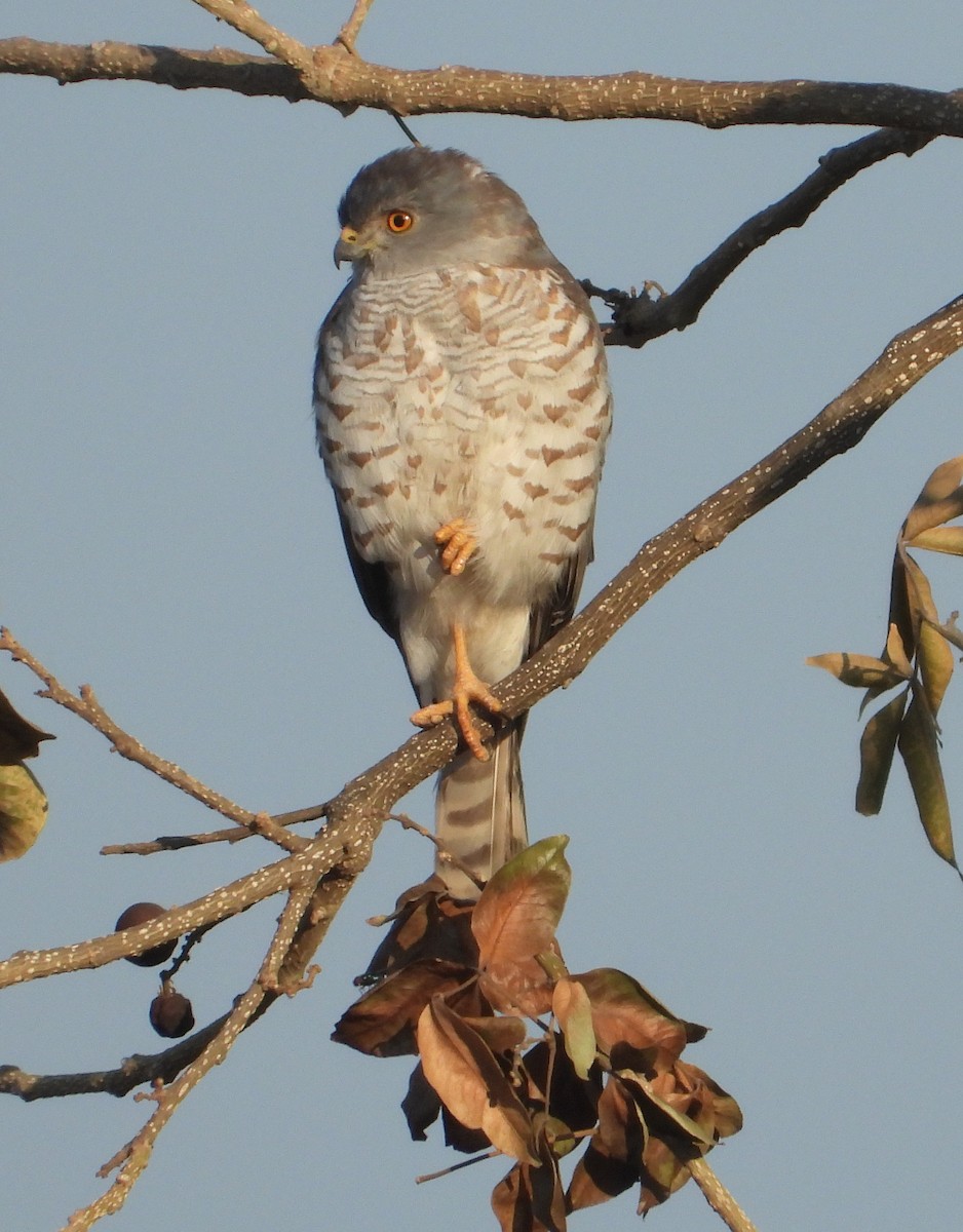 Little Sparrowhawk - ML622089387