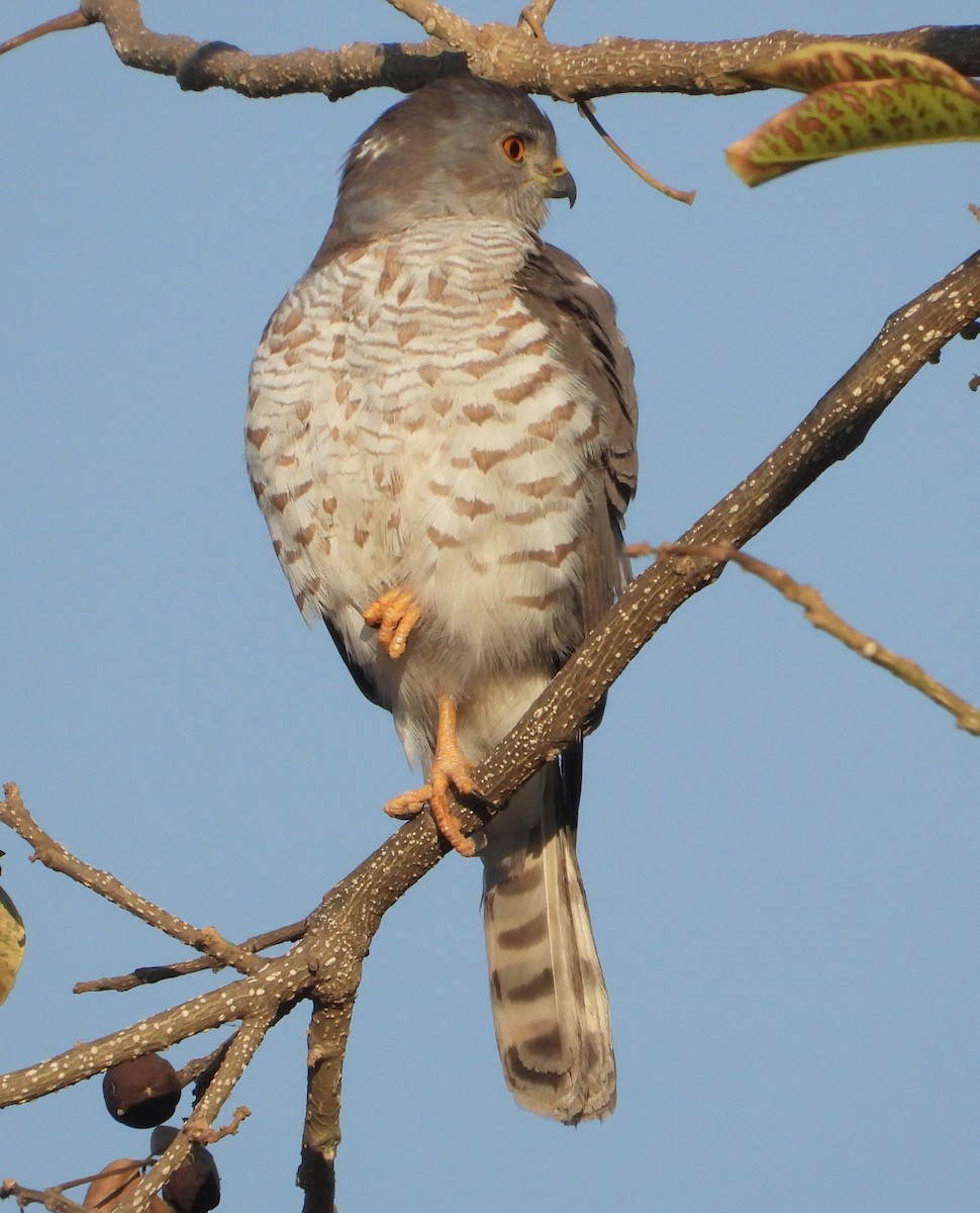 Little Sparrowhawk - ML622089388