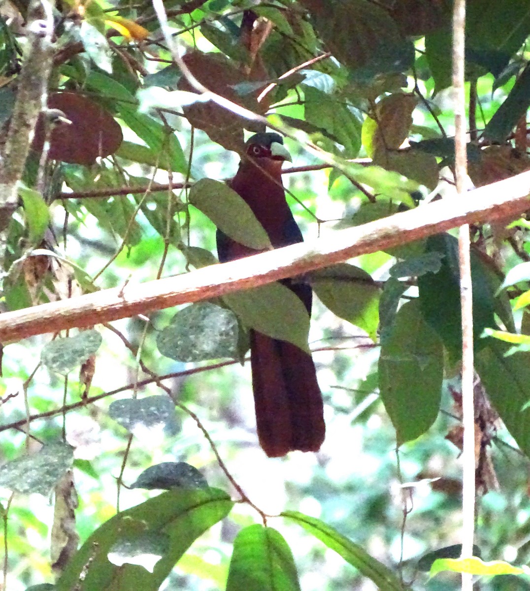 Chestnut-breasted Malkoha - ML622089389