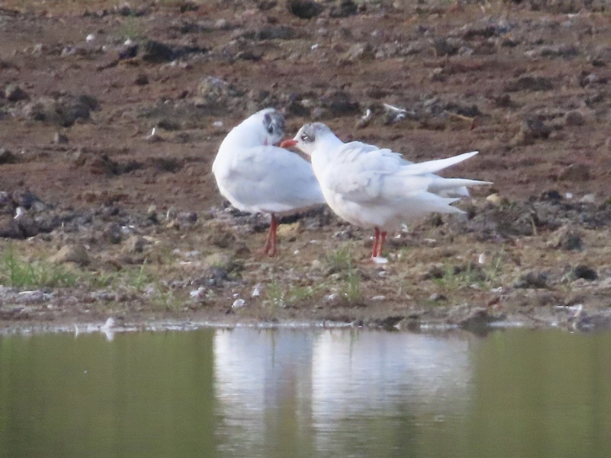 Mediterranean Gull - christopher stuart elmer