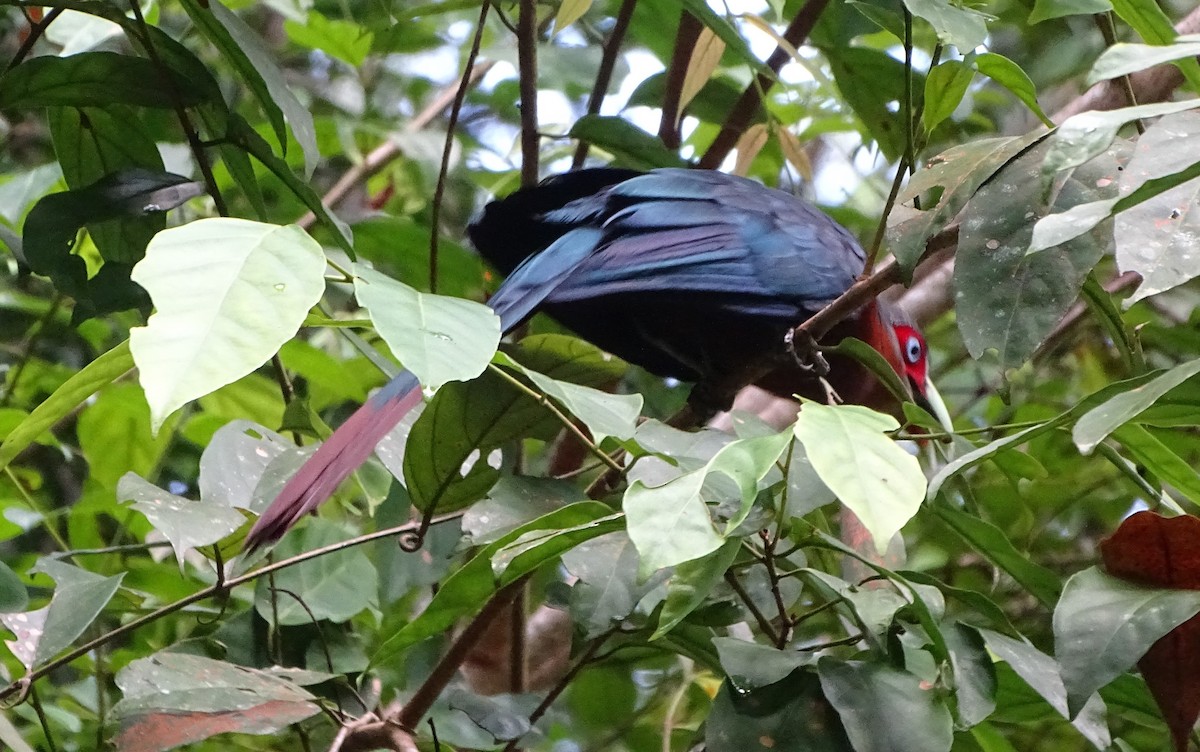 Chestnut-breasted Malkoha - Lai Wah Liu