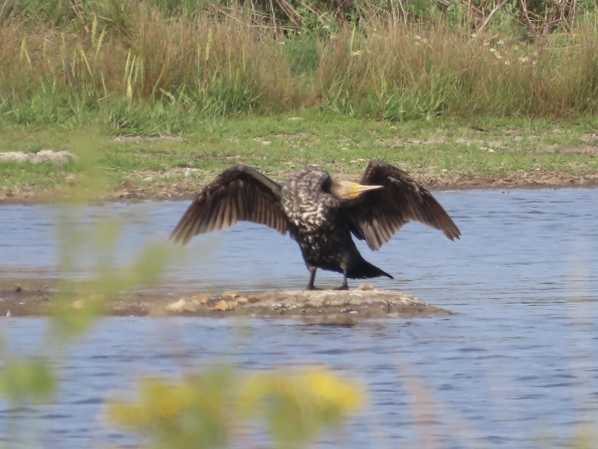 Cormorán Grande - ML622089397