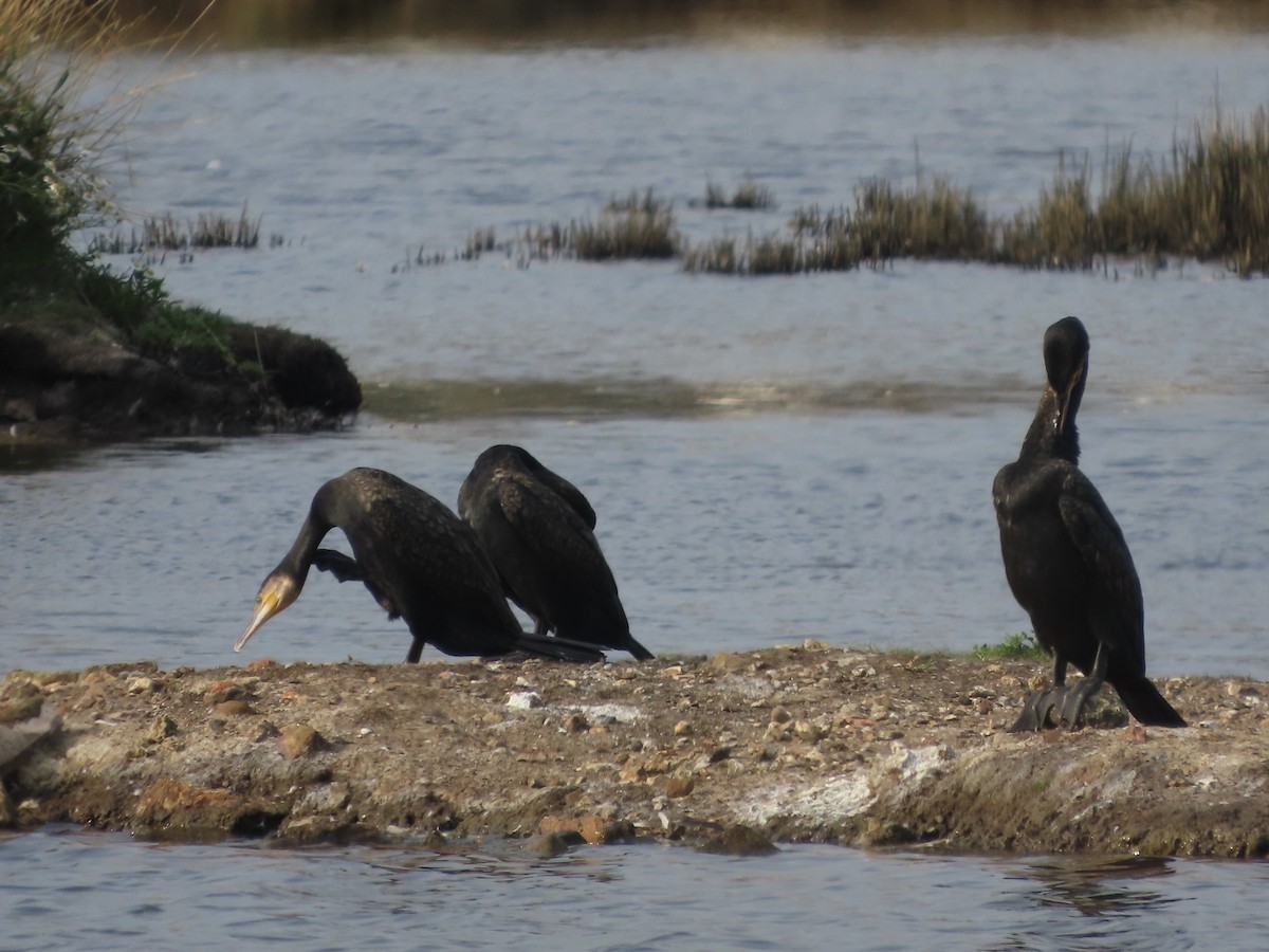 Great Cormorant - christopher stuart elmer