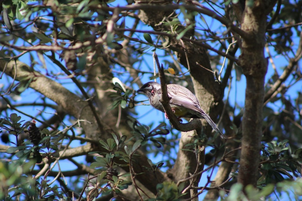 Red Wattlebird - ML622089400