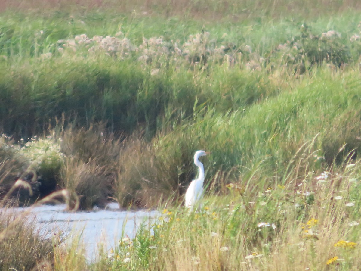 Great Egret - christopher stuart elmer