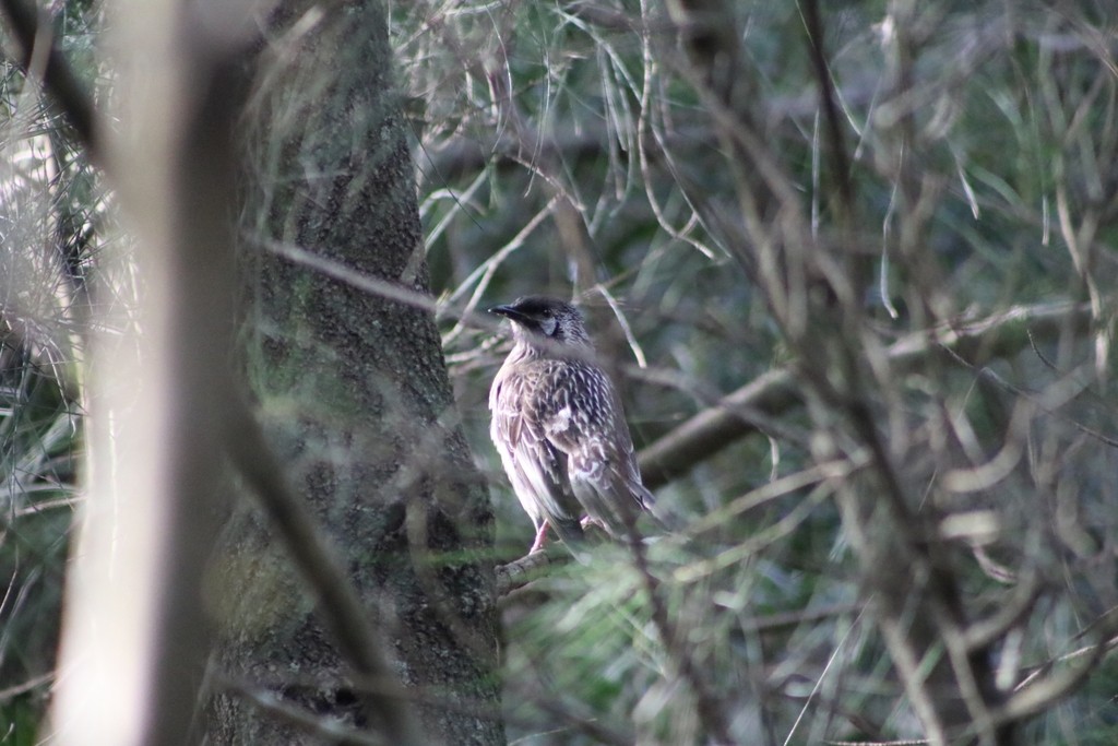 Red Wattlebird - Oscar Dove