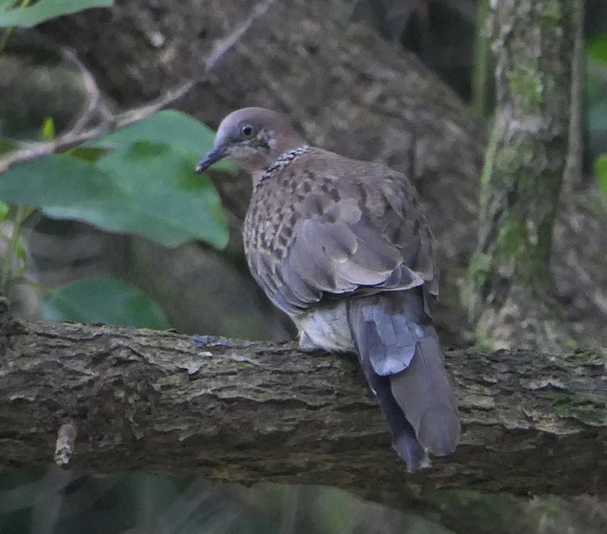 Spotted Dove - Jim Kirker