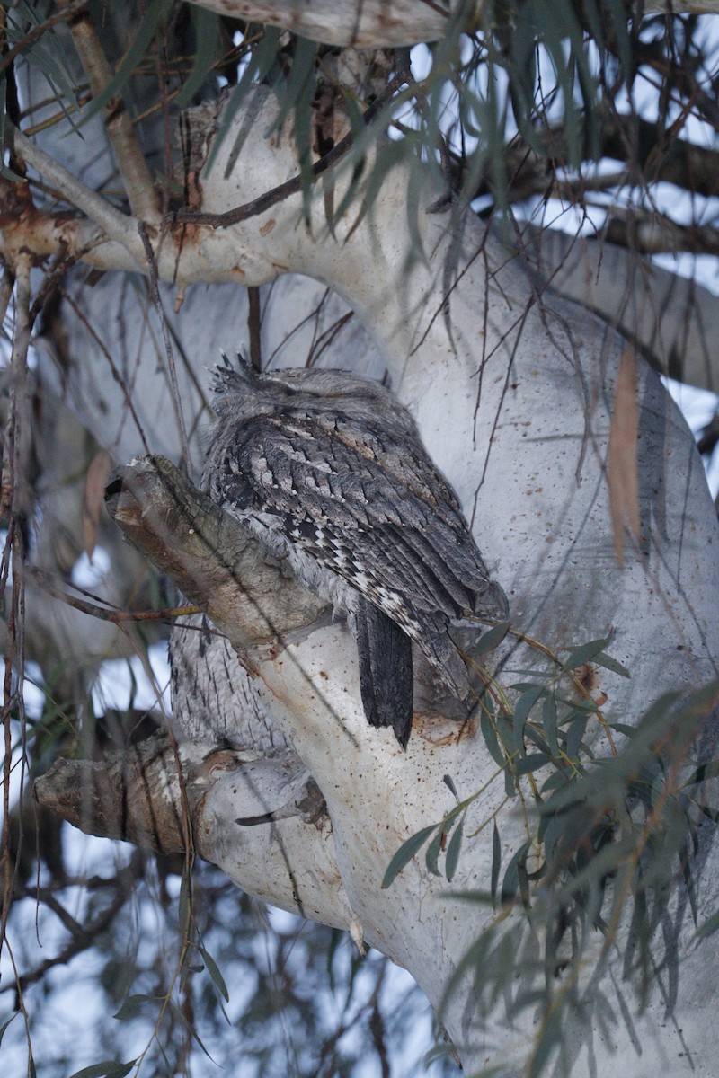 Tawny Frogmouth - Darren Foster