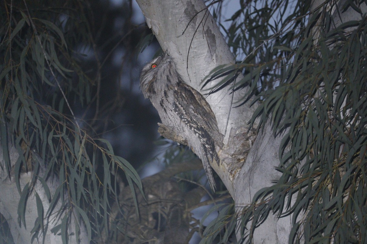 Tawny Frogmouth - Darren Foster