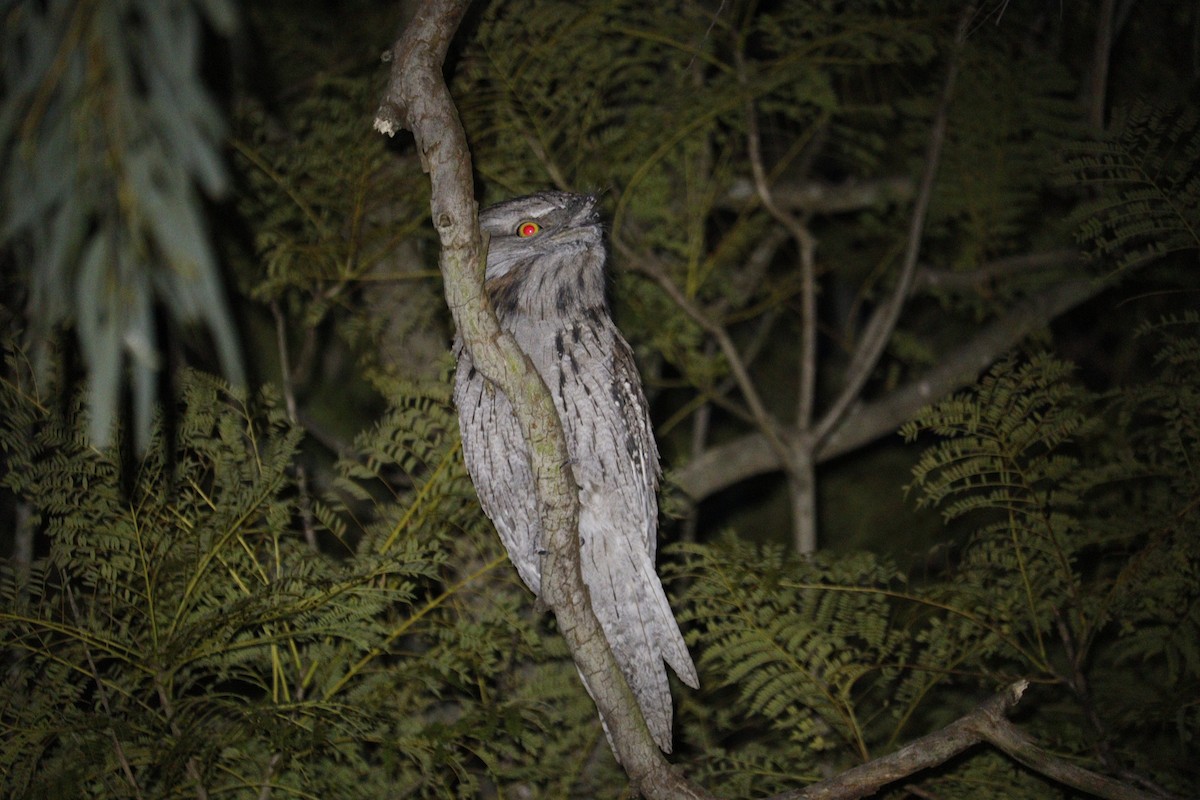 Tawny Frogmouth - Darren Foster