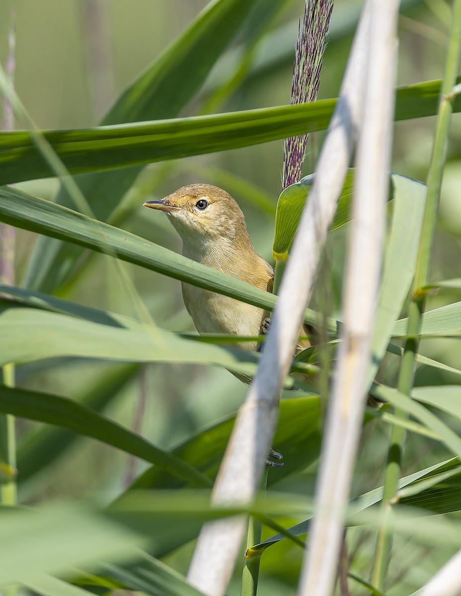 Marsh Warbler - ML622089469
