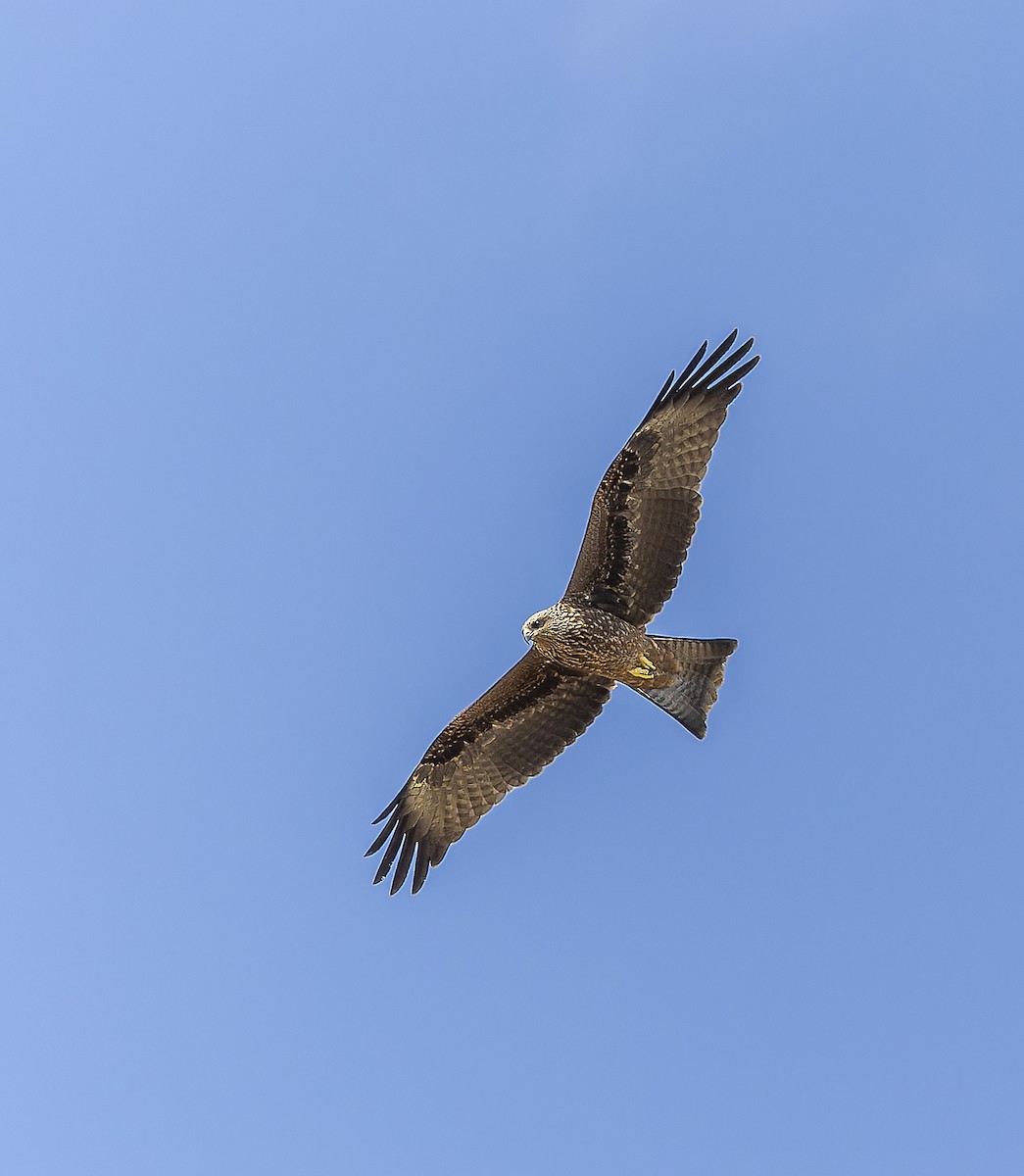Black Kite - ML622089473
