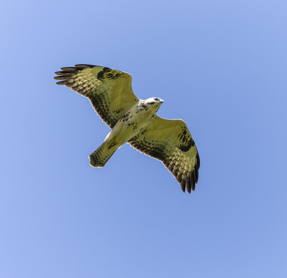 Common Buzzard - ML622089481