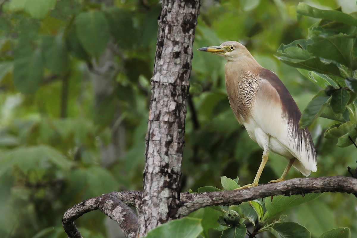 Indian Pond-Heron - Jens Toettrup