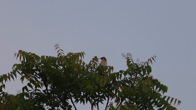 Bristled Grassbird - ML622089576