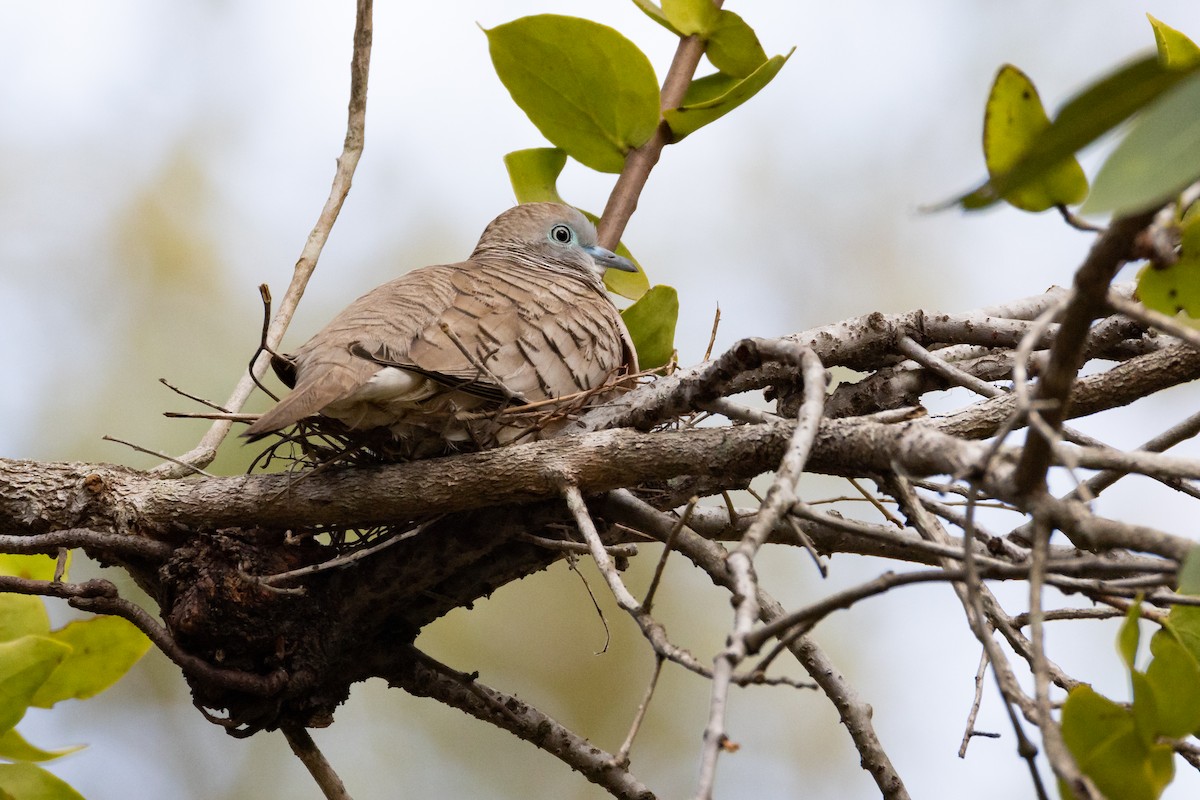 Peaceful Dove - ML622089578