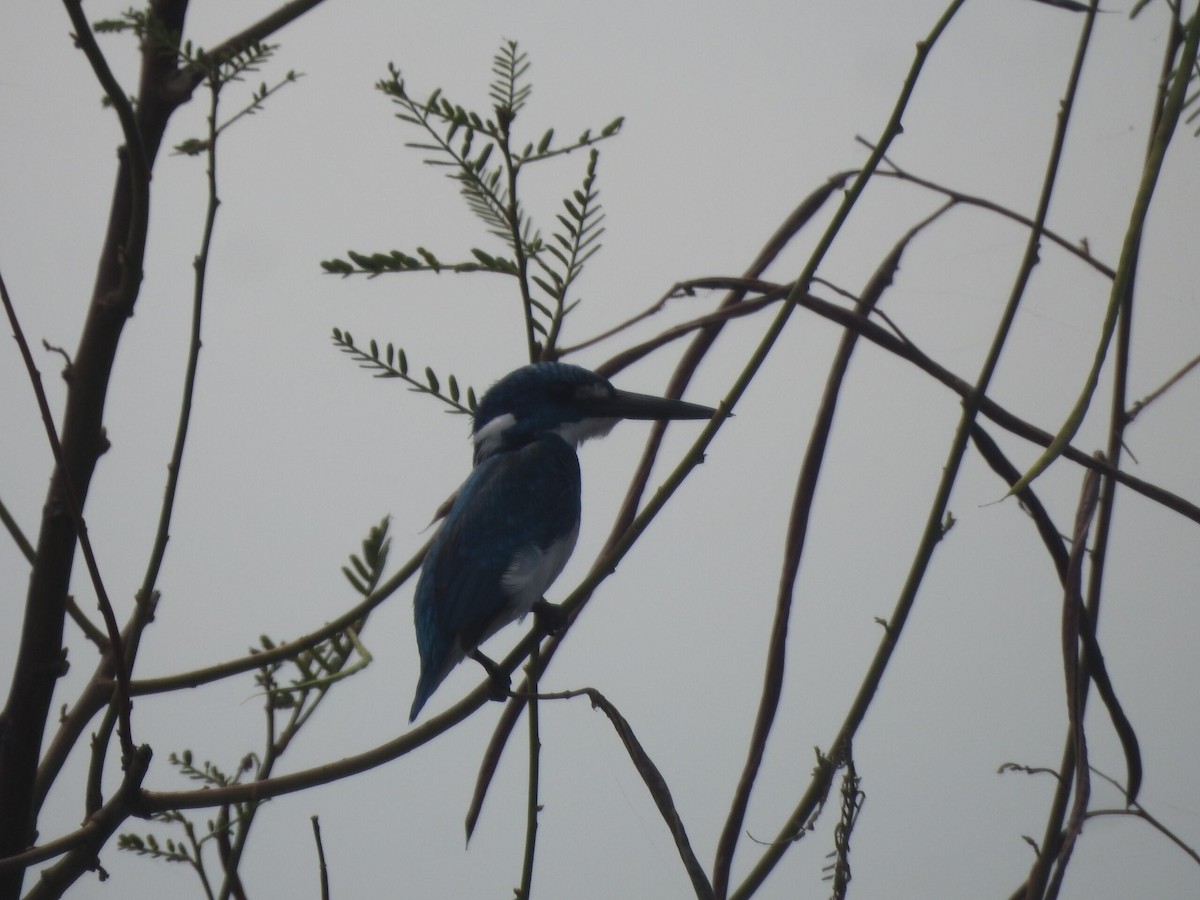 Small Blue Kingfisher - ML622089579