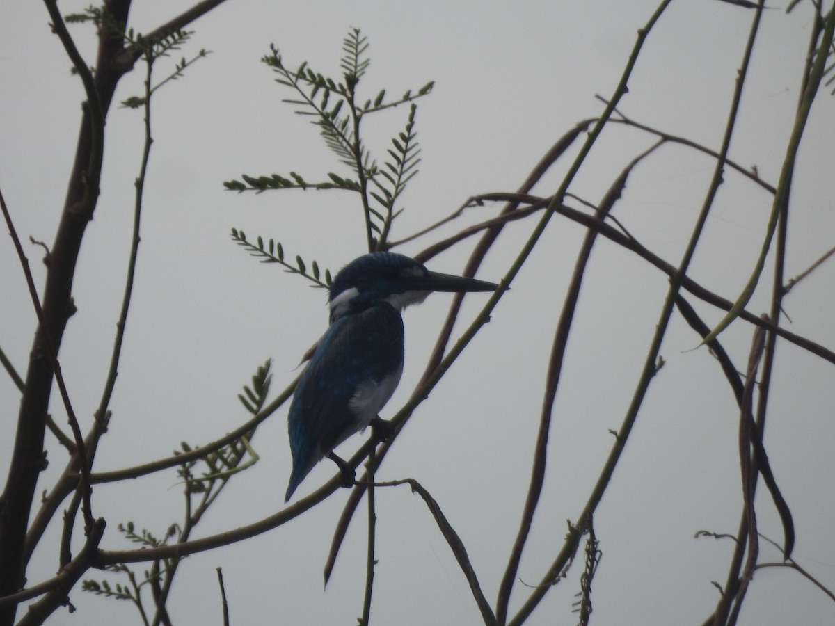 Small Blue Kingfisher - Muhammad Nafis Ufsi