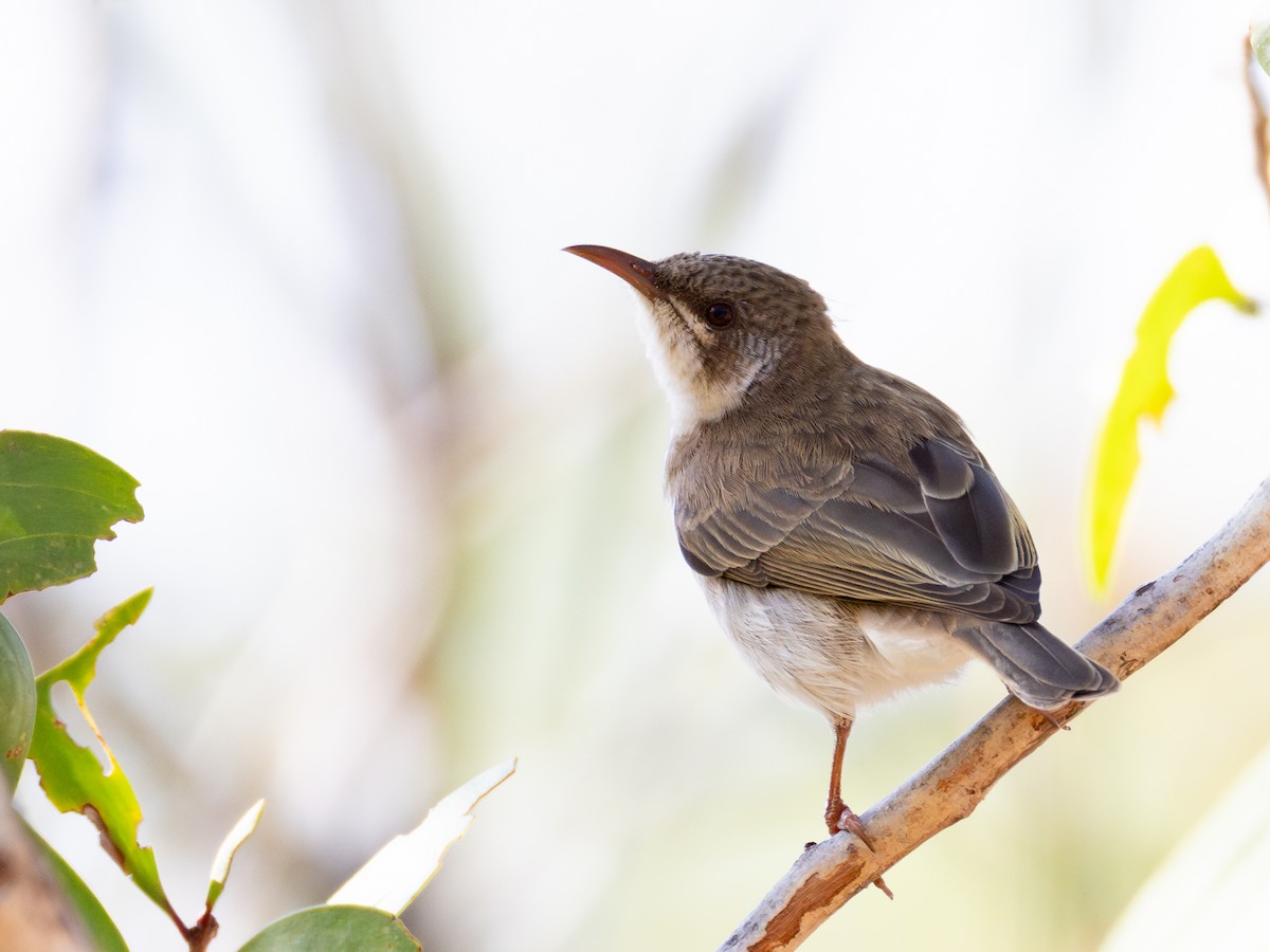 Brown-backed Honeyeater - ML622089580