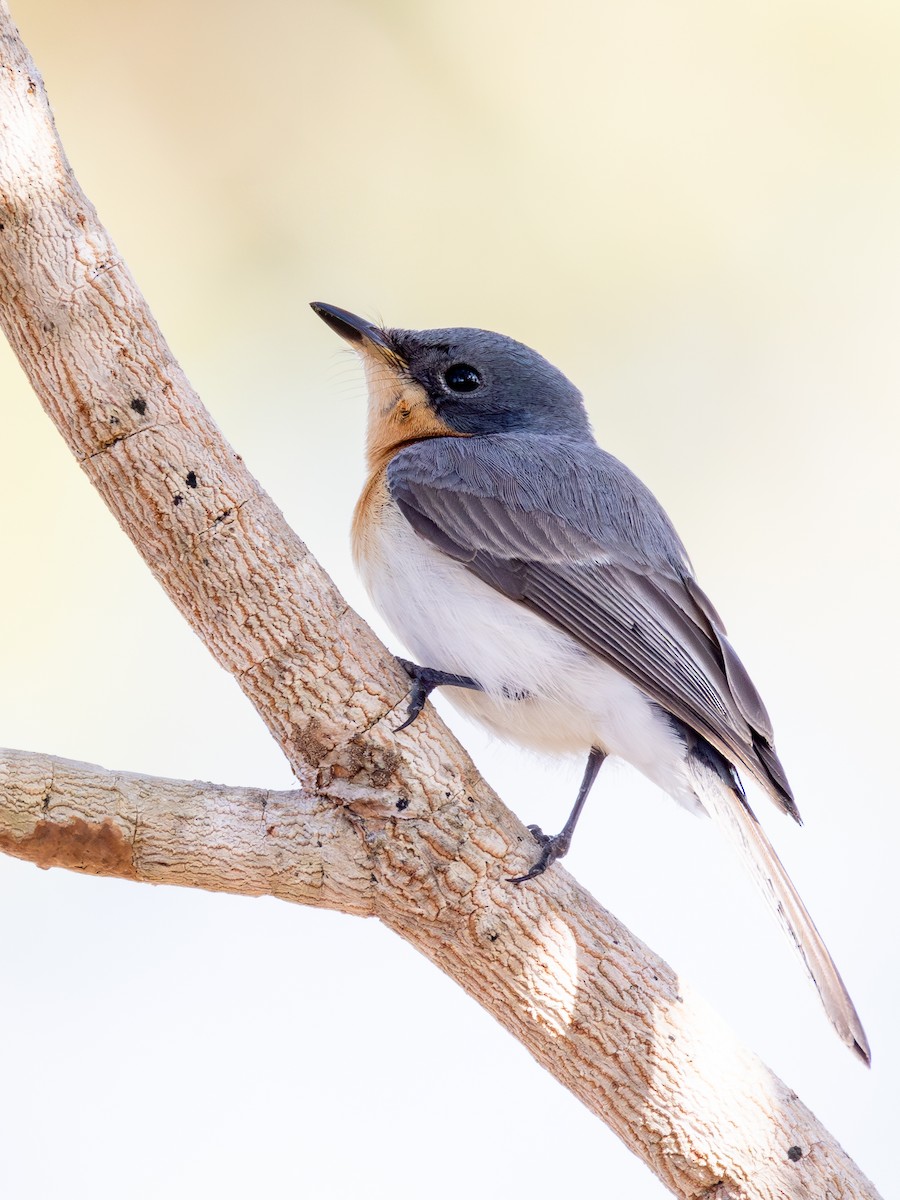 Leaden Flycatcher - ML622089581