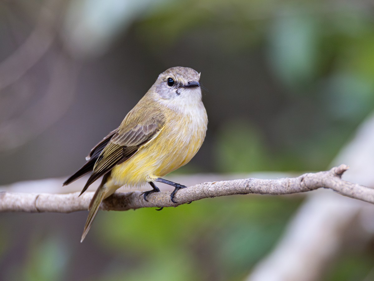 Lemon-bellied Flyrobin - ML622089584