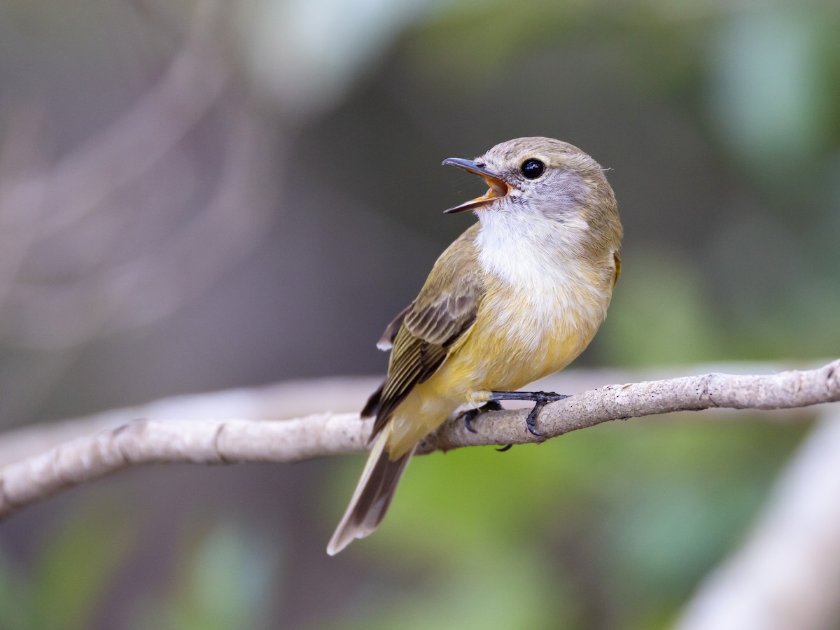 Lemon-bellied Flyrobin - ML622089585