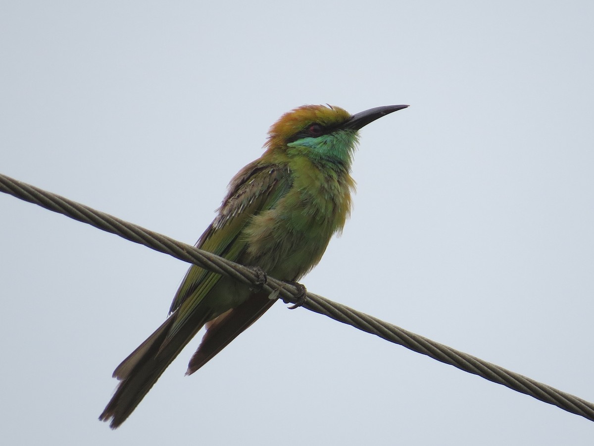 Asian Green Bee-eater - ML622089588