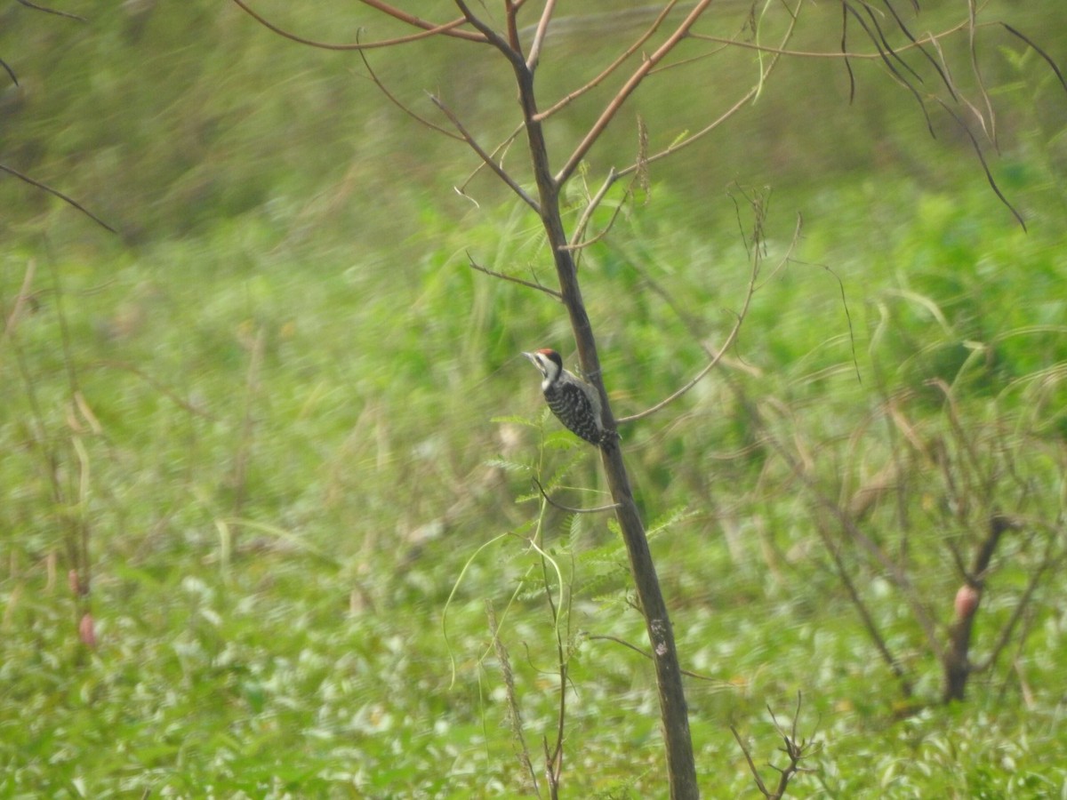 Freckle-breasted Woodpecker - ML622089589