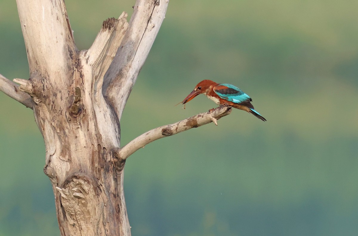 White-throated Kingfisher - ML622089592