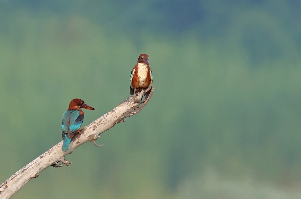 White-throated Kingfisher - ML622089593