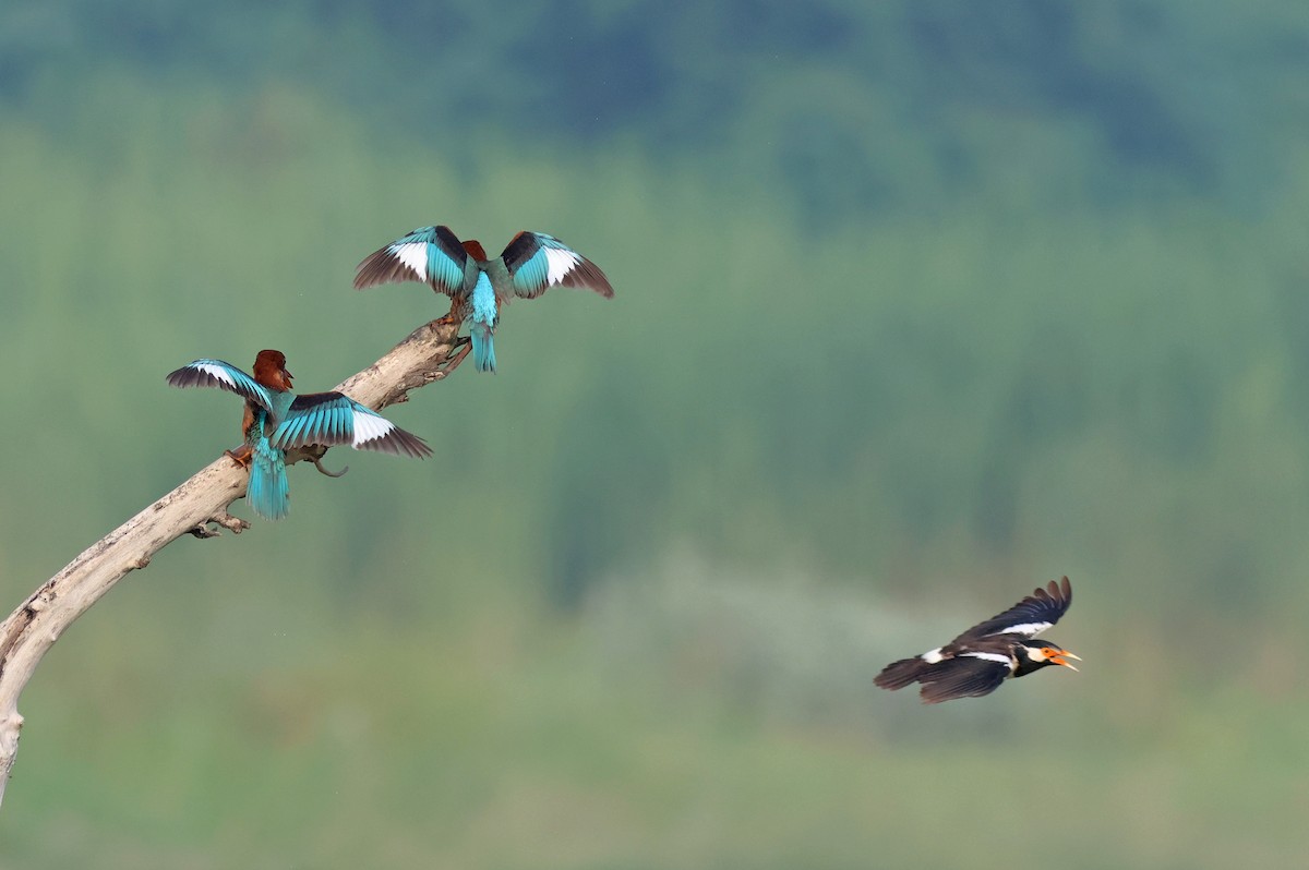 White-throated Kingfisher - ML622089594