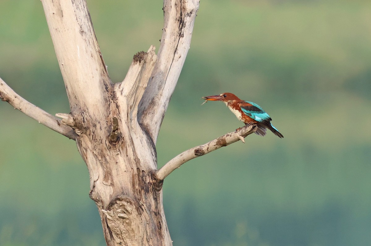 White-throated Kingfisher - ML622089595