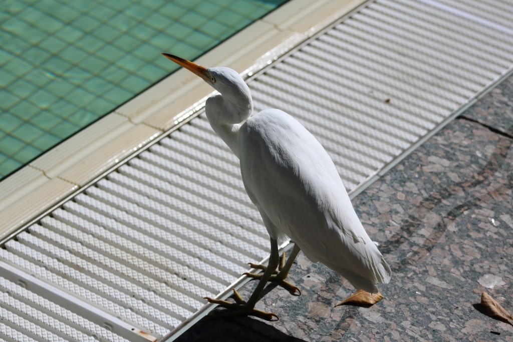 Aigrette sacrée - ML622089596