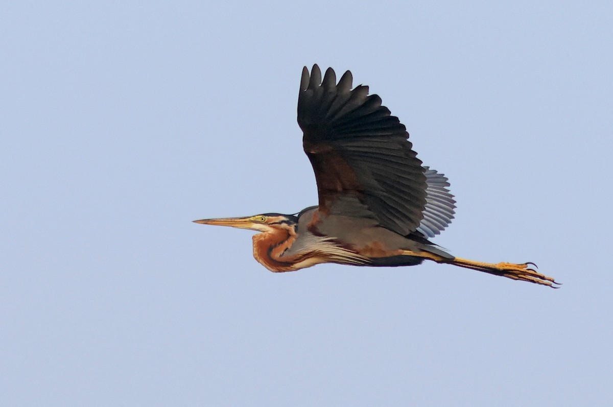 Purple Heron - ML622089600