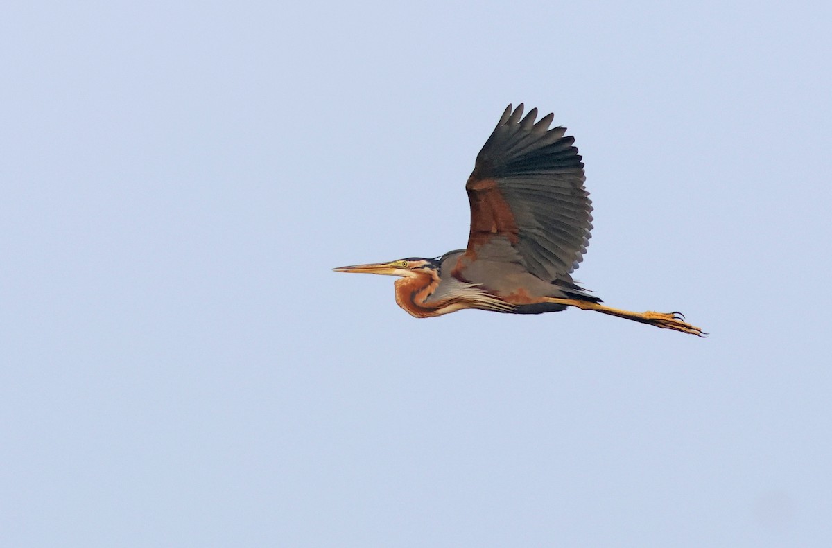 Purple Heron - PANKAJ GUPTA