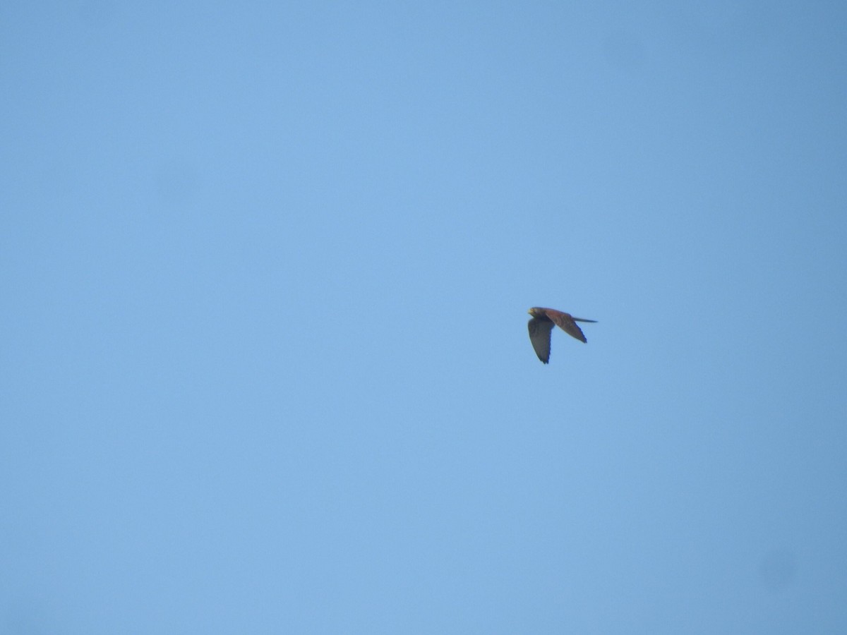 Spotted Kestrel - ML622089602