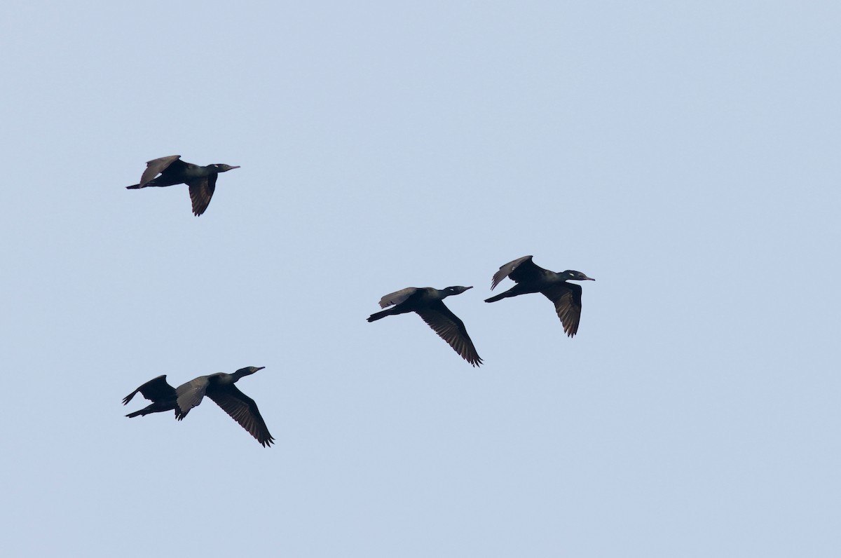 Cormoran à cou brun - ML622089604