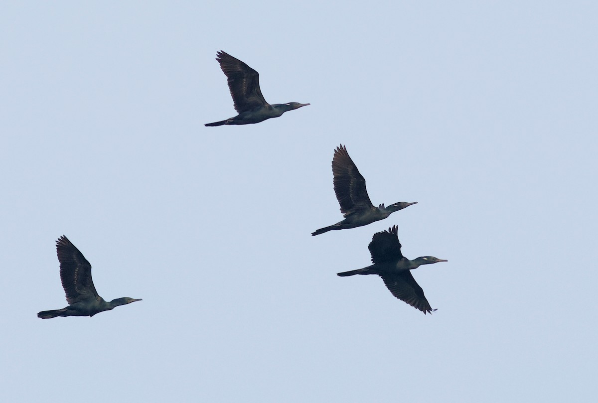 Cormoran à cou brun - ML622089605