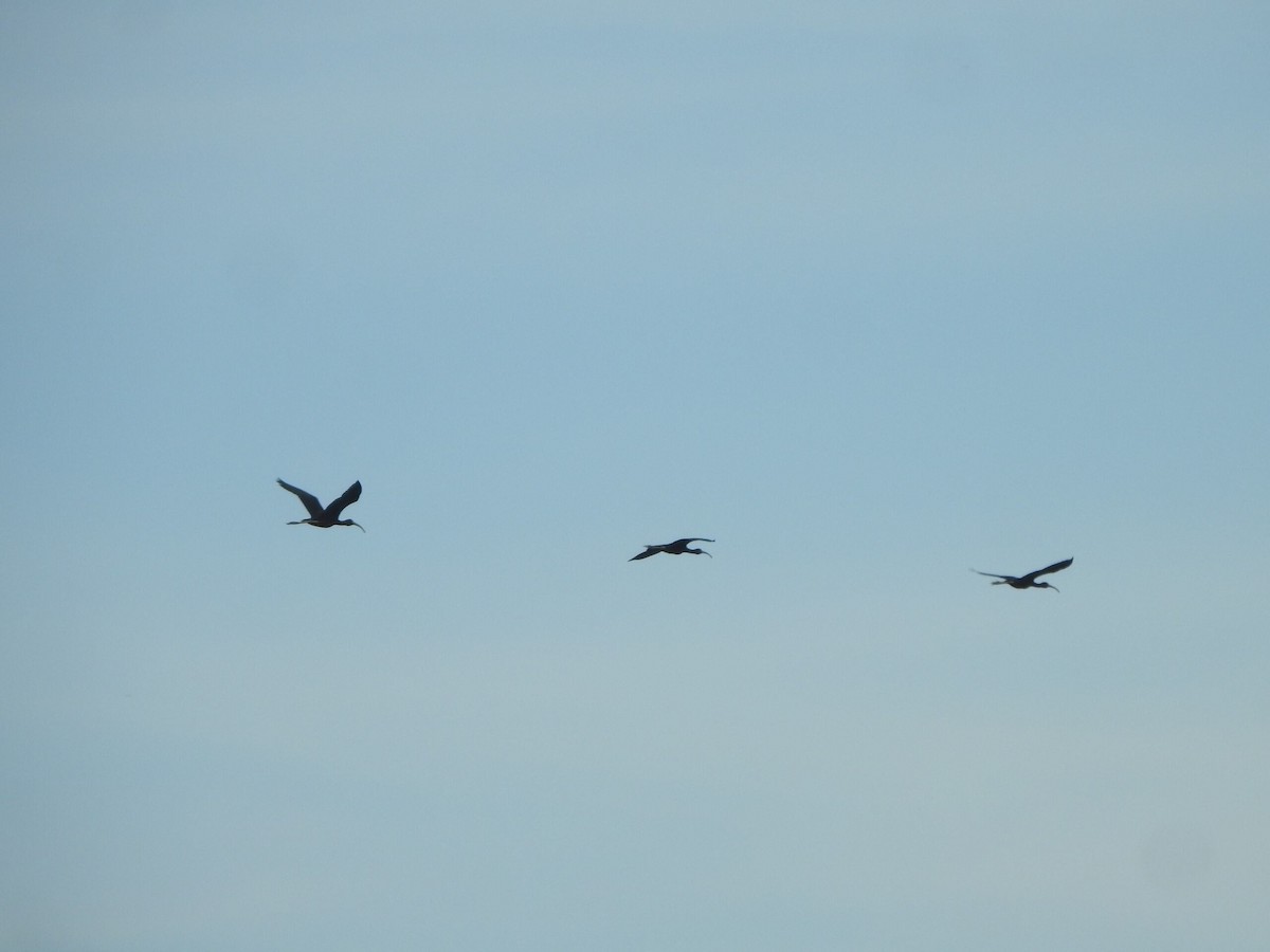 Glossy Ibis - ML622089606