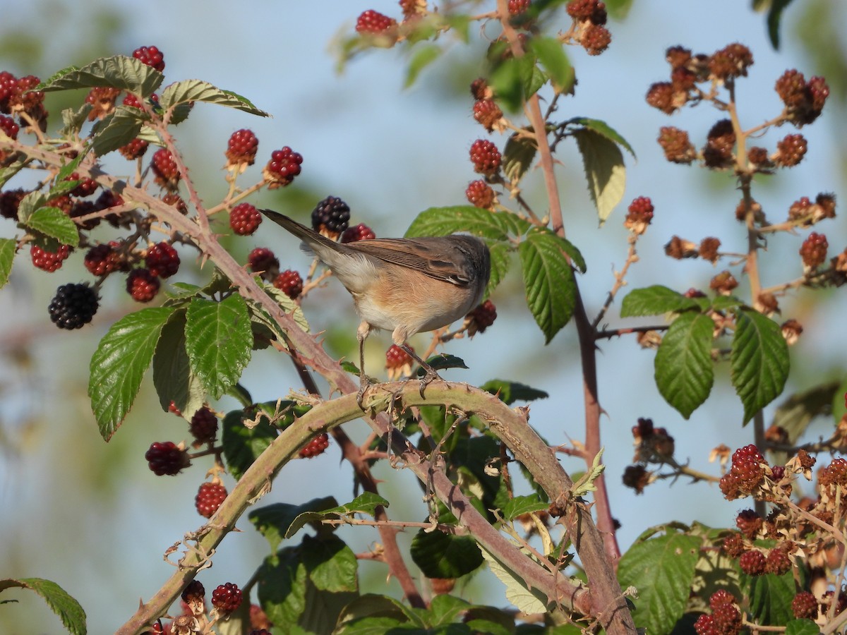 Greater Whitethroat - ML622089607