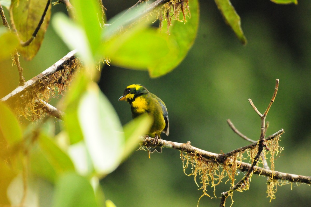 Gold-ringed Tanager - ML622089612